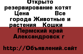 Открыто резервирование котят › Цена ­ 15 000 - Все города Животные и растения » Кошки   . Пермский край,Александровск г.